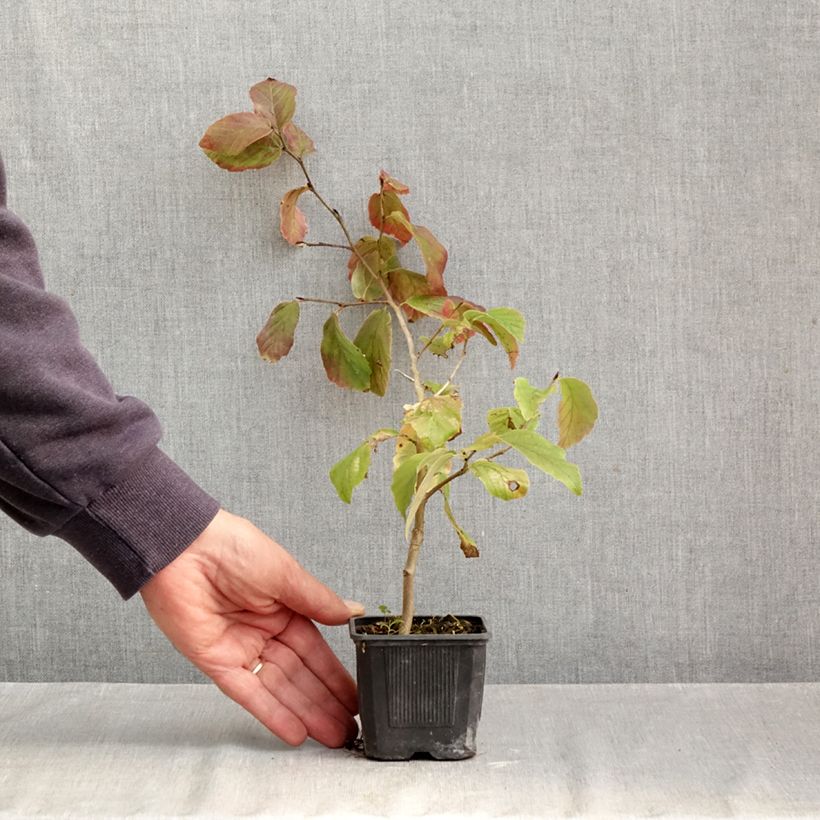 Spécimen de Parrotia persica Vanessa - Arbre de fer Godet de 8/9 cm tel que livré en automne