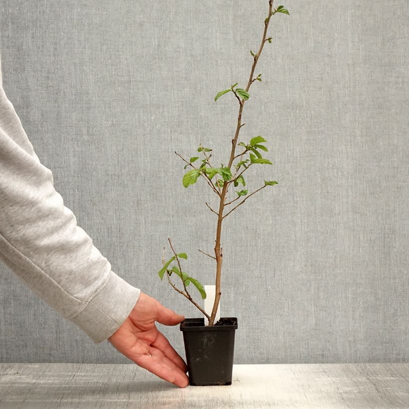 Spécimen de Parrotia persica Vanessa - Arbre de fer Godet de 8/9 cm tel que livré au printemps