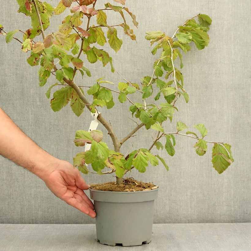 Spécimen de Parrotia persica Vanessa - Arbre de fer Pot de 4L/5L tel que livré en été
