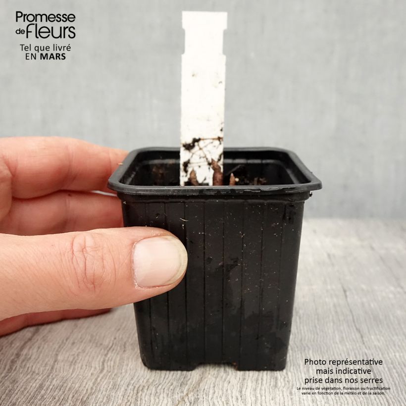 Spécimen de Parthenium integrifolium - Quinine sauvage Godet de 8/9 cm tel que livré au printemps