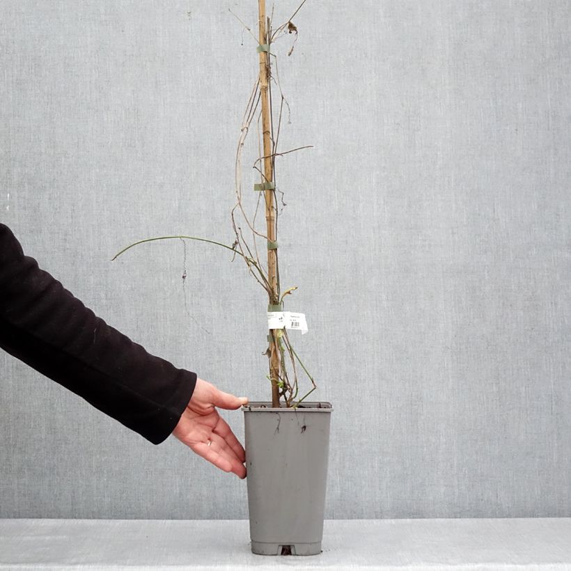 Spécimen de Passiflora citrina - Fleur de la passion Pot de 3L/4L tel que livré au printemps