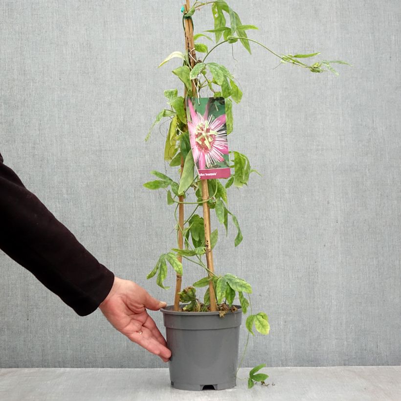Spécimen de Passiflore Anastasia - Fleur de la Passion Pot de 2L/3L tel que livré en automne