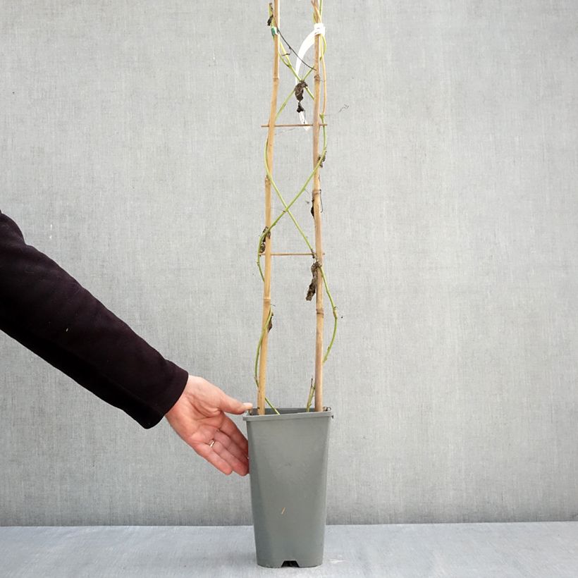 Spécimen de Passiflore Eia popeia - Passiflora (x) incarnata Pot de 1L/1,5L tel que livré en automne