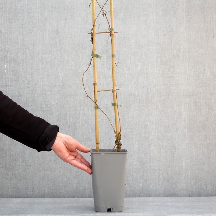 Spécimen de Passiflore Eia popeia - Passiflora (x) incarnata Pot de 2L/3L tel que livré en hiver