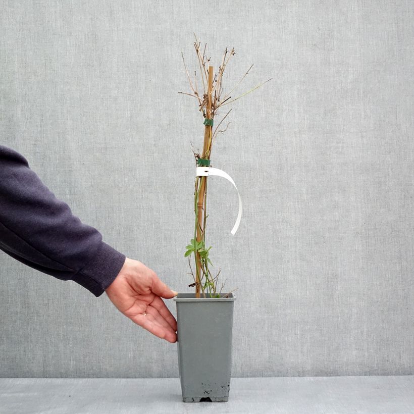 Example of Passiflore Fata Confetto - Passiflora x incarnata Pot de 1,5L/2L as you get in printemps