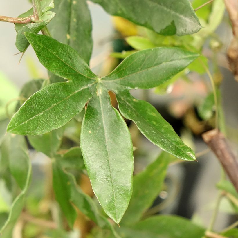Passiflore, Fleur de la passion - Passiflora caerulea Clear Sky (Feuillage)