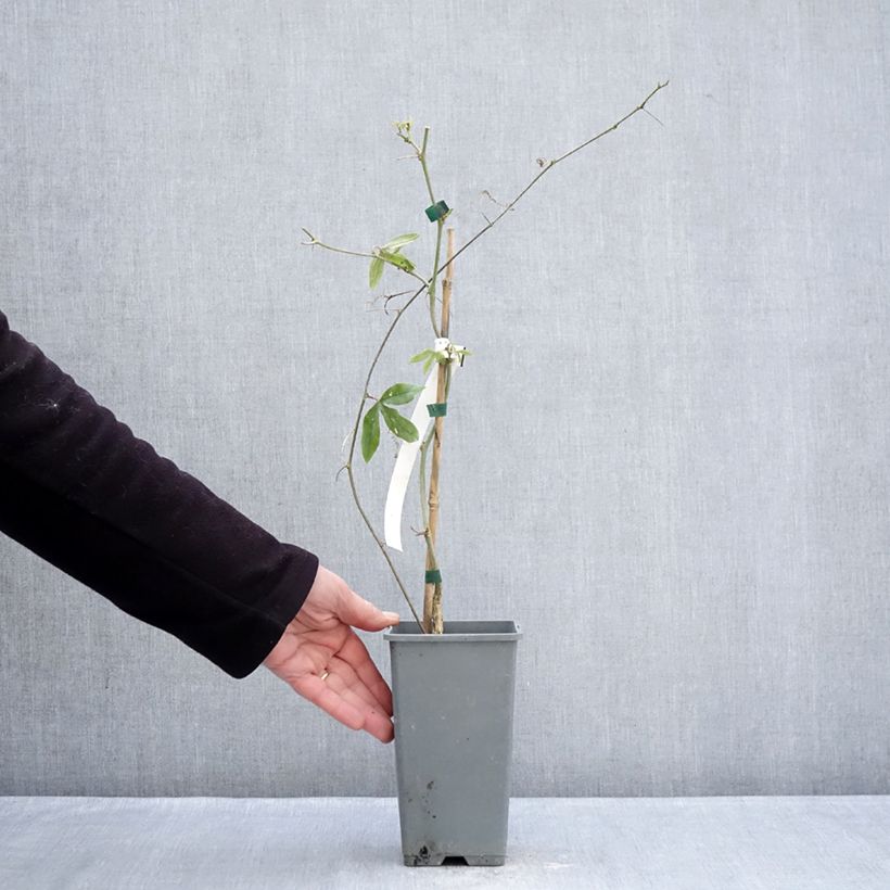 Spécimen de Passiflore, Fleur de la passion - Passiflora caerulea Clear Sky Pot de 1,5L/2L tel que livré en hiver