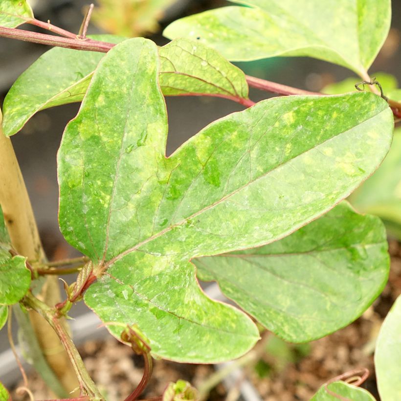 Passiflore - Passiflora Impératrice Eugénie (Feuillage)