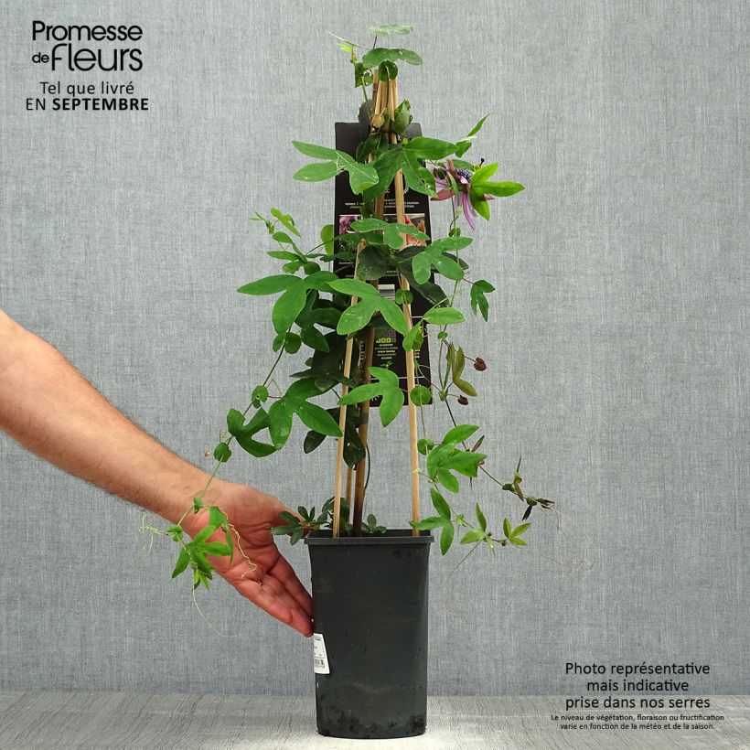 Spécimen de Passiflore x Lavender Lady - Fleur de la Passion Pot de 2L/3L, Livré en hauteur 50/60cm tel que livré en automne