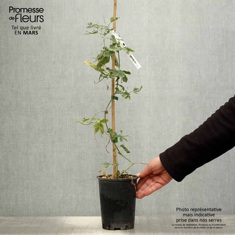 Spécimen de Passifore Damsel's Delight - Fleur de la Passion Pot de 2L/3L tel que livré au printemps