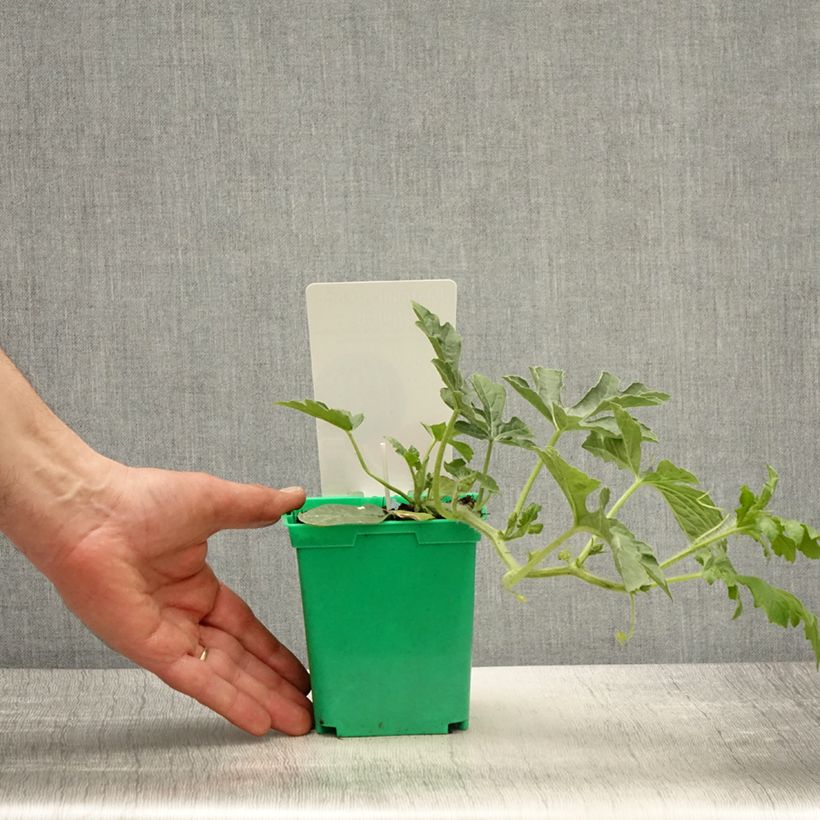 Spécimen de Pastèque Ingrid F1 en plants GREFFES Pot de 10 cm/11cm tel que livré au printemps
