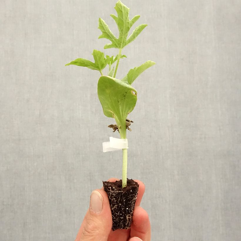 Spécimen de Pastèque Little Darling F1 Mini-motte Ø 3/4 cm tel que livré au printemps