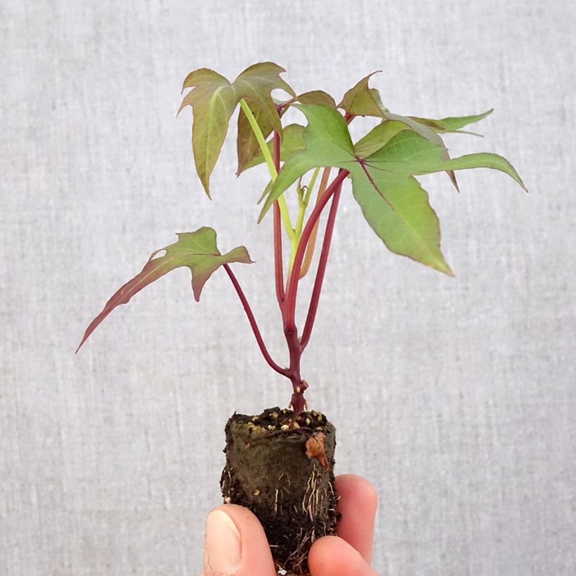 Example of Patate douce Sakura en plants Mini-motte Ø 3/4 cm as you get in printemps