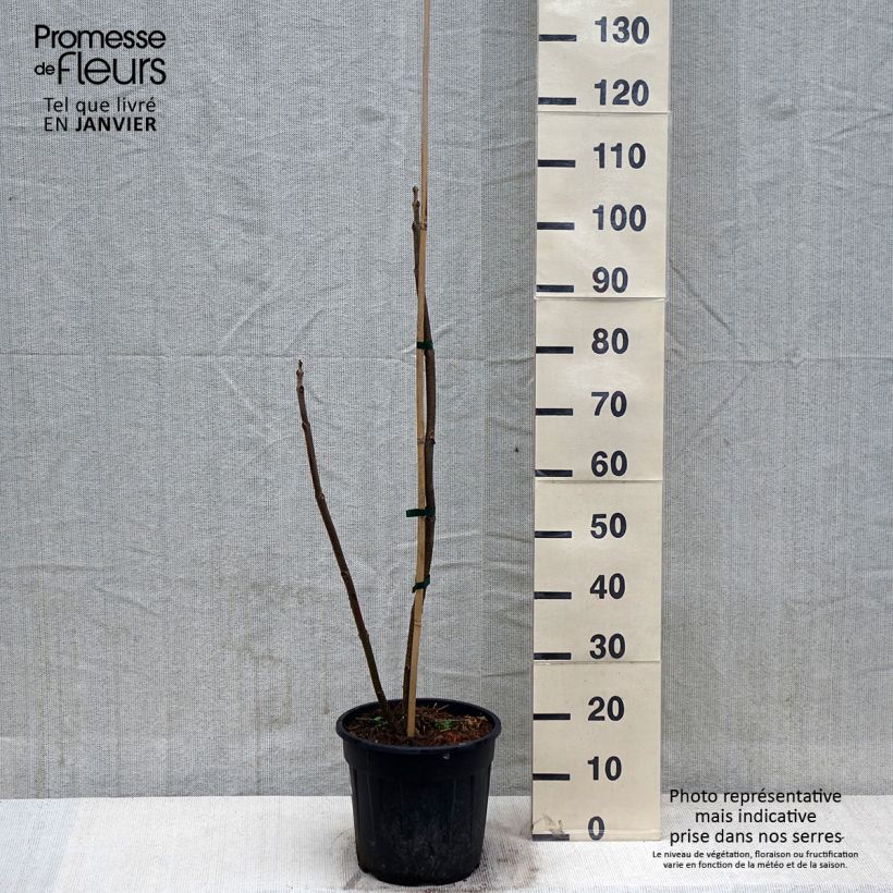 Spécimen de Paulownia elongata - Arbre impérial Pot de 7,5L/10L tel que livré en hiver