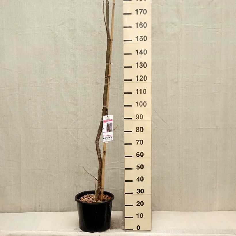 Spécimen de Paulownia fortunei April Light - Arbre du dragon Pot de 12L/15L, Baliveau tel que livré au printemps