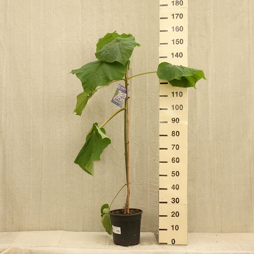 Spécimen de Paulownia fortunei Fast Blue Pot de 7,5L/10L tel que livré en été