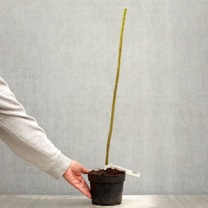 Spécimen de Paulownia tomentosa - Arbre impérial Pot de 2L/3L tel que livré en automne