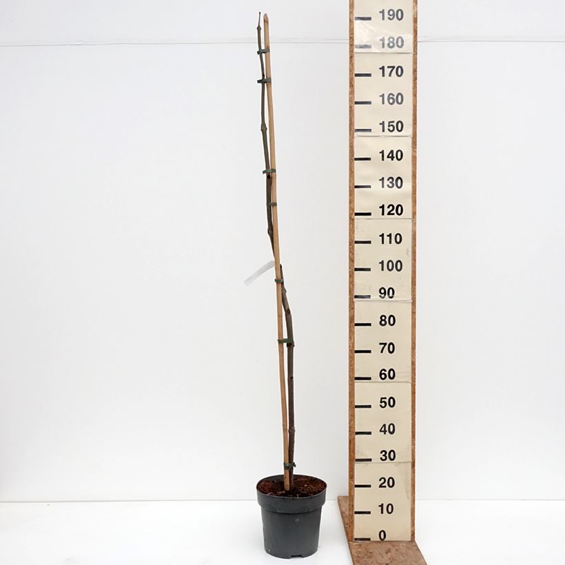 Example of Paulownia tomentosa - Arbre impérial Pot de 7,5L/10L as you get in hiver