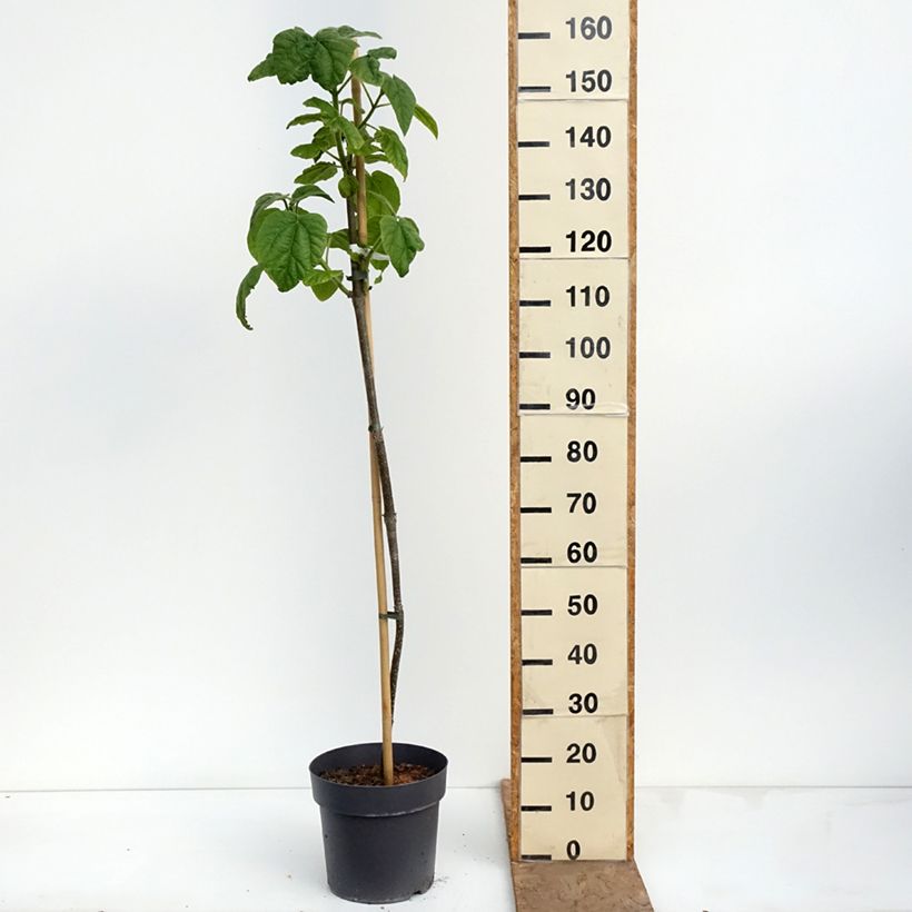 Spécimen de Paulownia tomentosa - Arbre impérial Pot de 7,5L/10L tel que livré au printemps