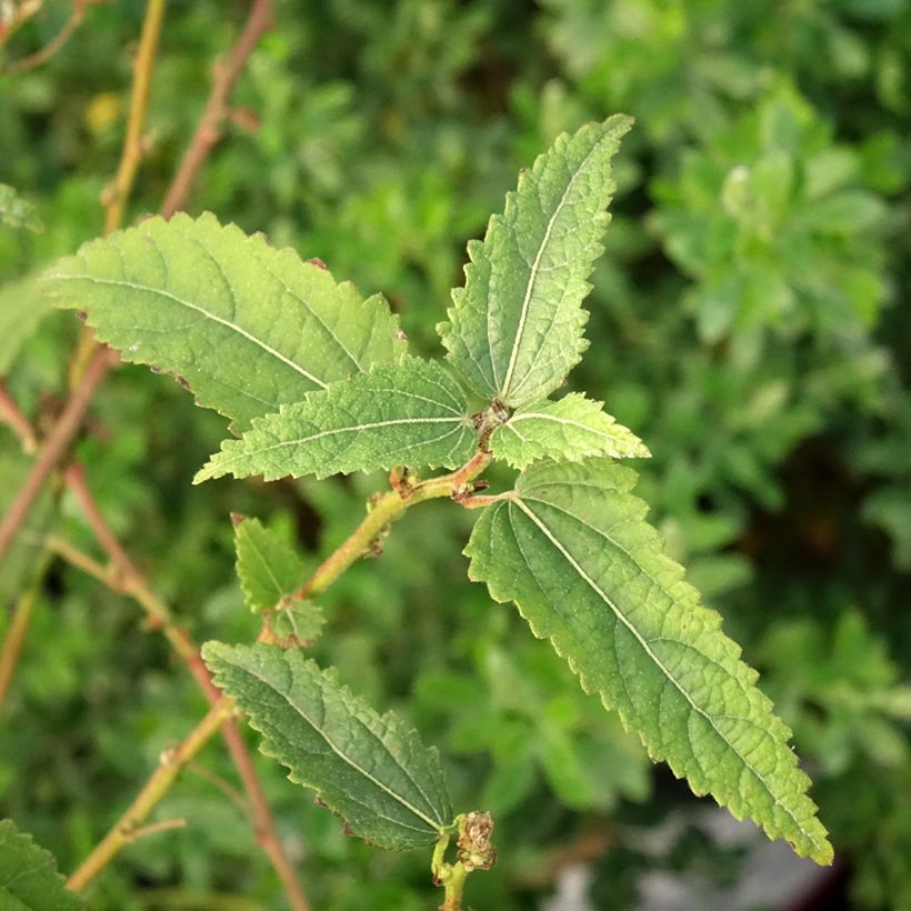 Pavonia Flamboyant - Pavonie (Feuillage)
