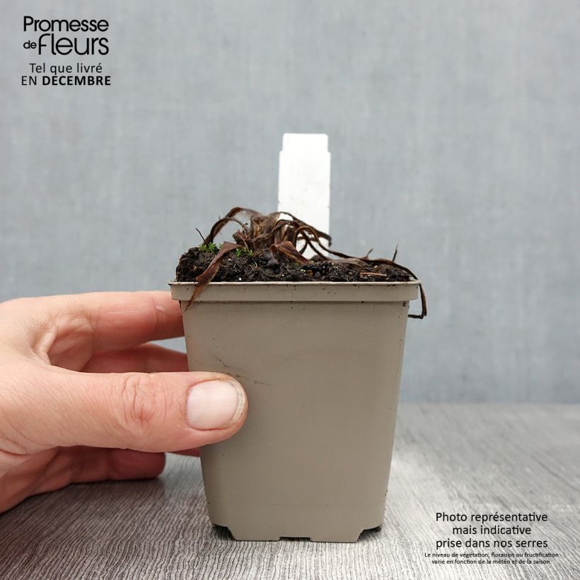 Spécimen de Pavot bleu de l'Himalaya - Meconopsis betonicifolia Alba Godet de 8/9 cm tel que livré en hiver