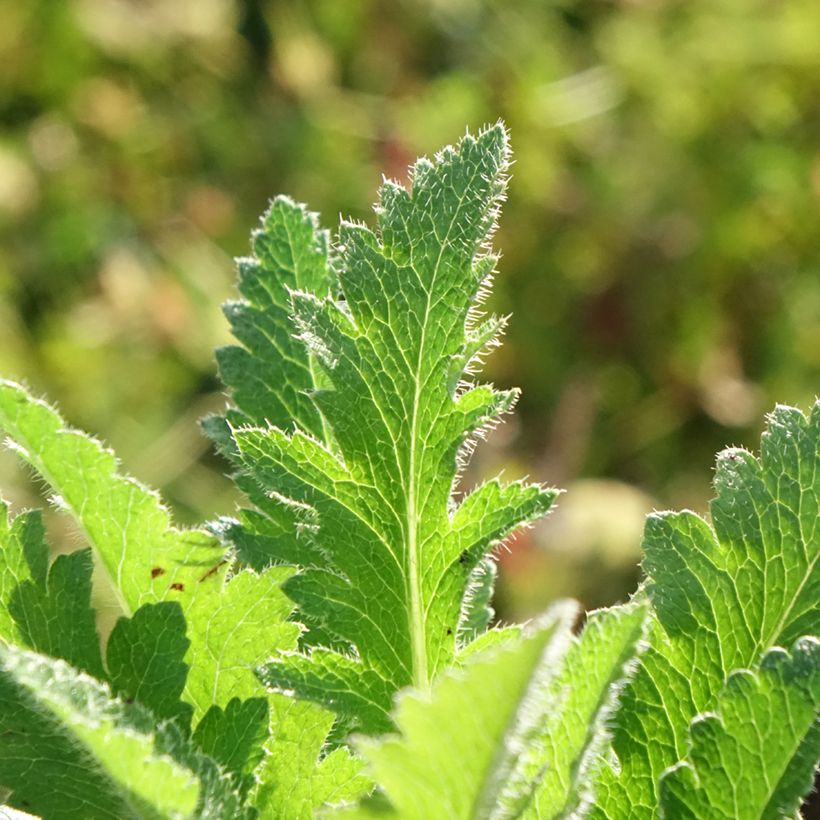 Pavot d'Orient Little Dancing Girl - Papaver orientale (Feuillage)
