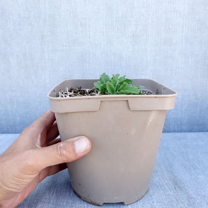 Spécimen de Pavot d'Orient Little Dancing Girl - Papaver orientale Pot de 2L/3L tel que livré en été