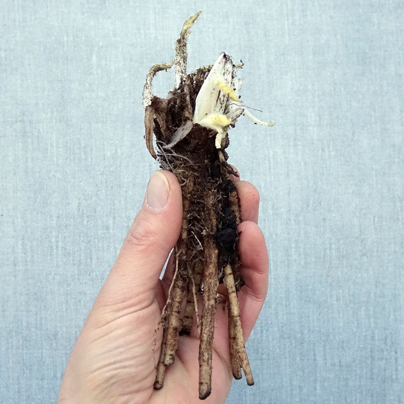 Spécimen de Pavot d'Orient Manhattan - Papaver orientale Racines nues, Qualité Extra équivalant à un pot de 2L tel que livré en hiver