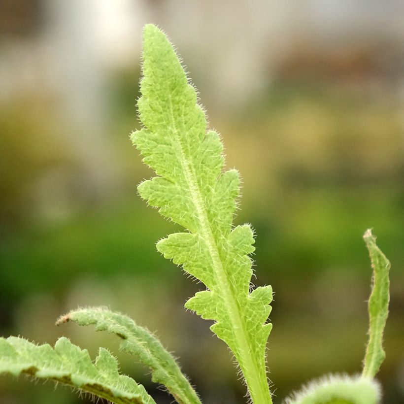 Pavot d'Orient Marlène - Papaver orientale (Feuillage)