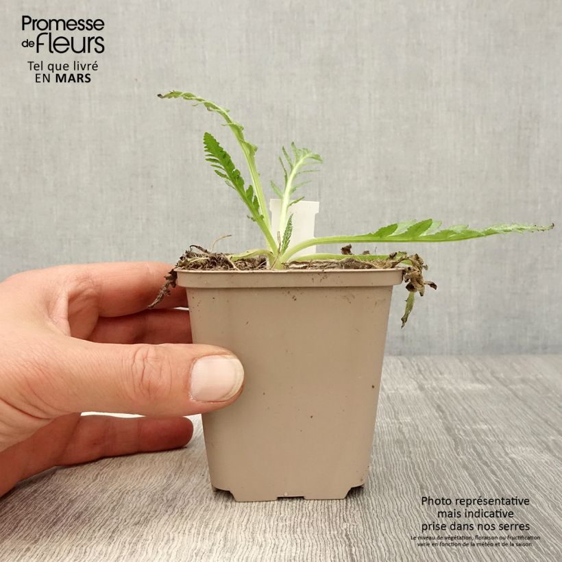 Example of Pavot d'Orient Helen Elisabeth - Papaver orientale Godet de 8/9 cm as you get in printemps