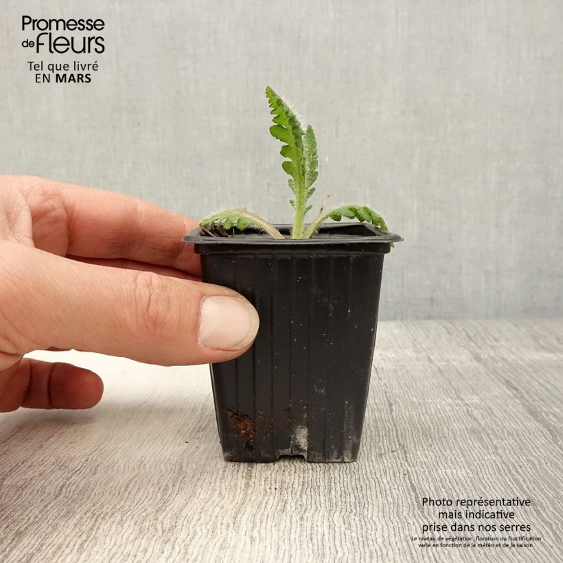 Spécimen de Pavot d'Orient Princess Victoria Louise - Papaver orientale Godet de 7/8 cm tel que livré au printemps