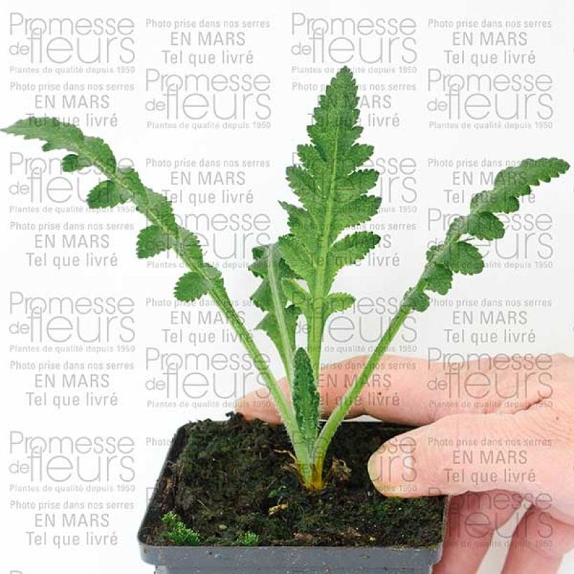 Example of Pavot d'Orient Queen Alexandra - Papaver orientale Godet de 8/9 cm as you get