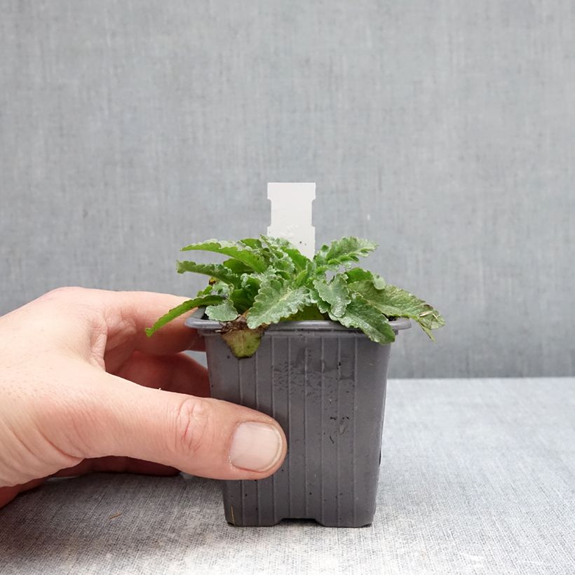 Spécimen de Pavot d'Orient Pink Perfection - Papaver orientale Godet de 8/9 cm tel que livré en hiver