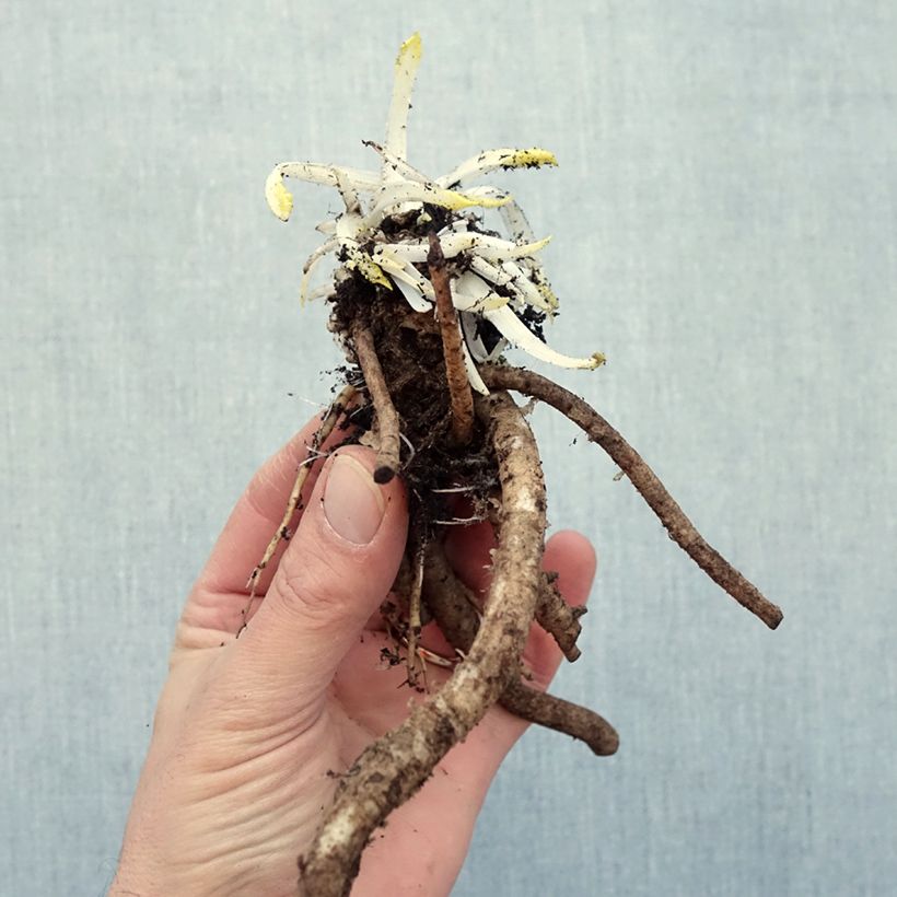 Spécimen de Pavot d'Orient Place Pigalle - Papaver orientale Racines nues, Qualité Extra équivalant à un pot de 2L tel que livré en hiver