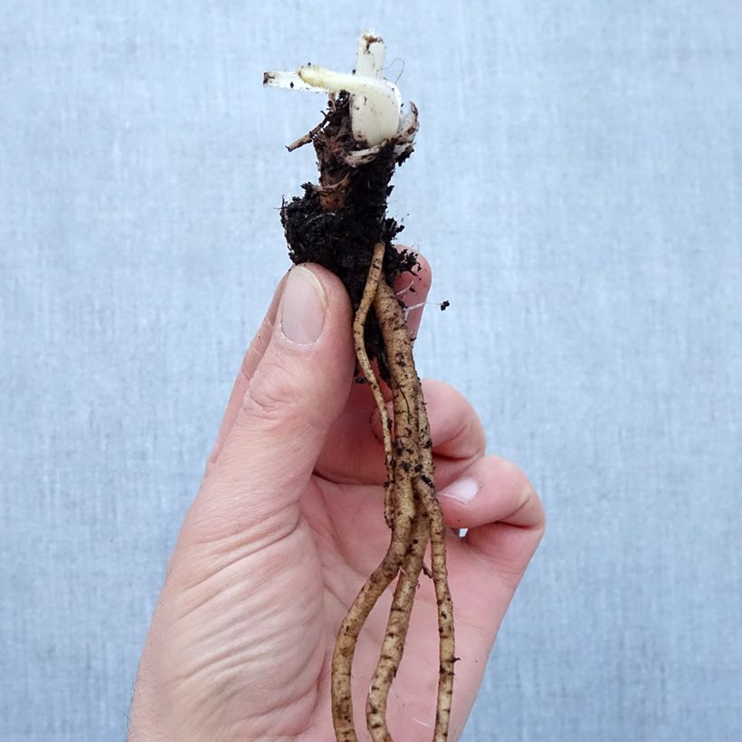 Example of Pavot d'Orient Royal Chocolate Distinction - Papaver orientale Racines nues, Qualité Extra équivalant à un pot de 2L as you get in hiver