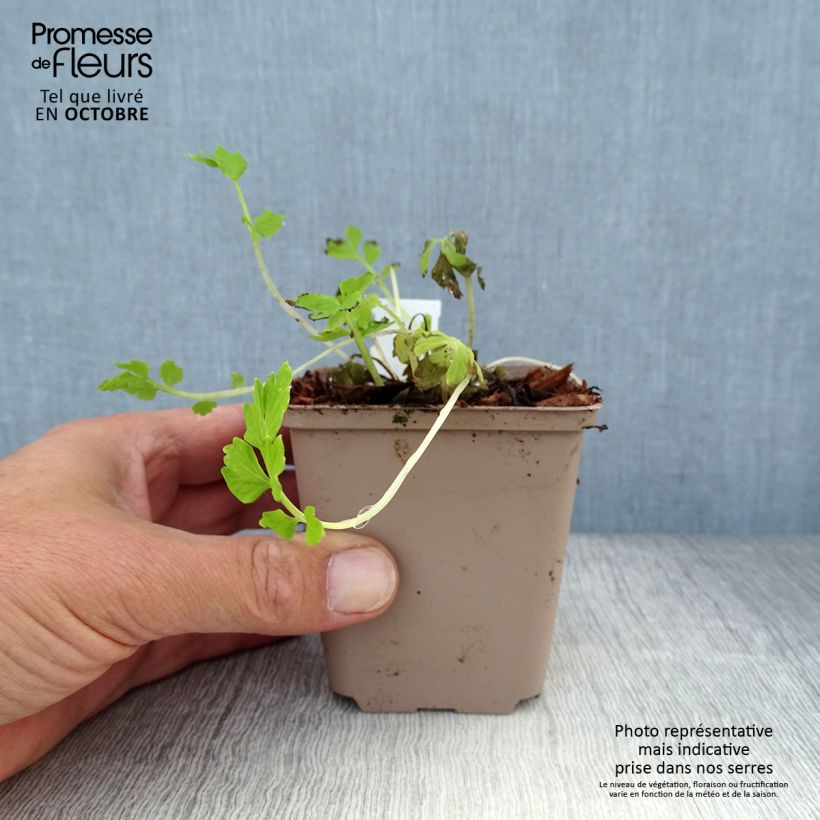 Spécimen de Pavot du Pays de Galles - Meconopsis cambrica Godet de 8/9 cm tel que livré en automne