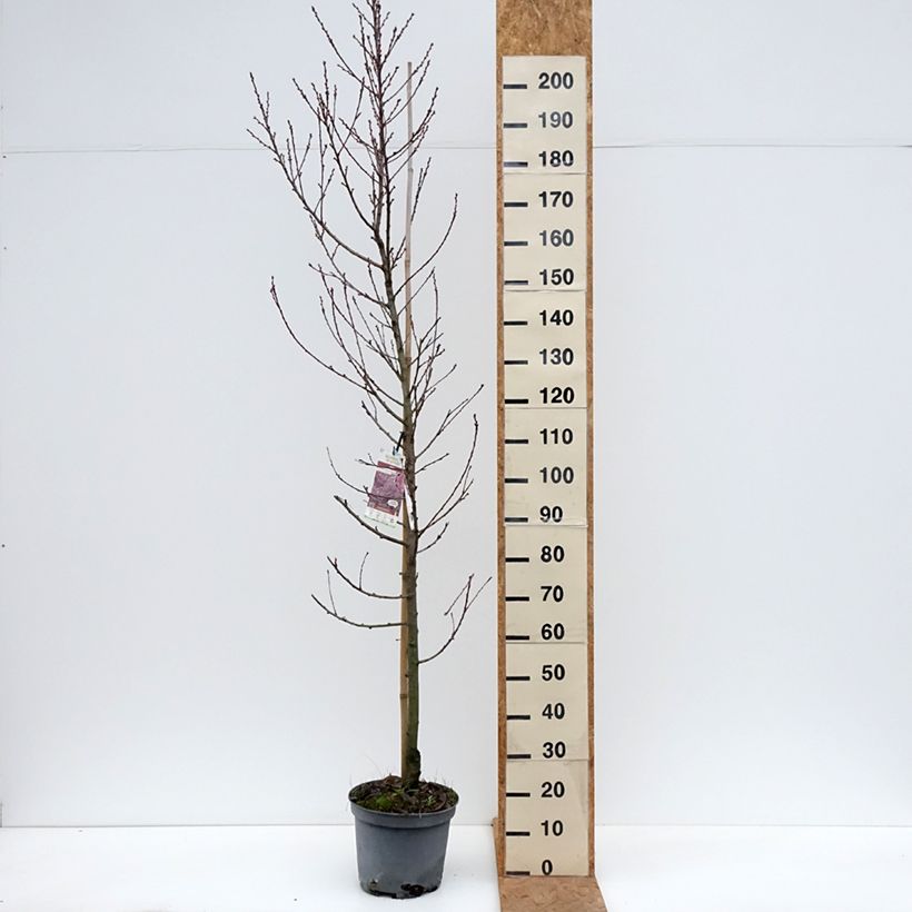 Spécimen de Pêcher à fleurs - Prunus persica Taoflora Pink Pot de 7,5L/10L, Baliveau tel que livré en automne