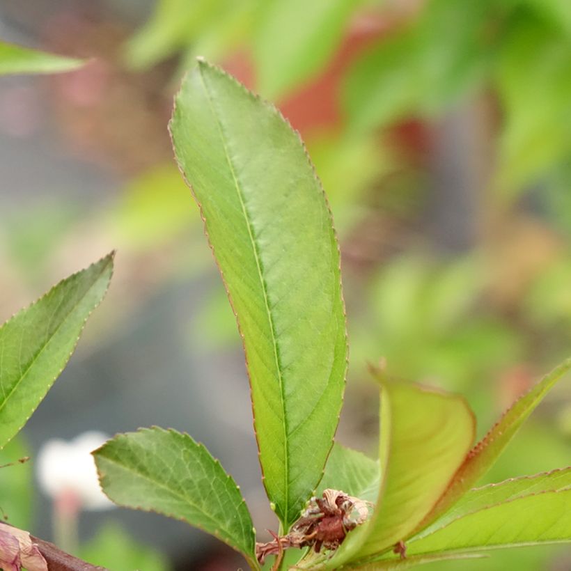Pêcher à fleurs - Prunus persica Taoflora Red (Feuillage)
