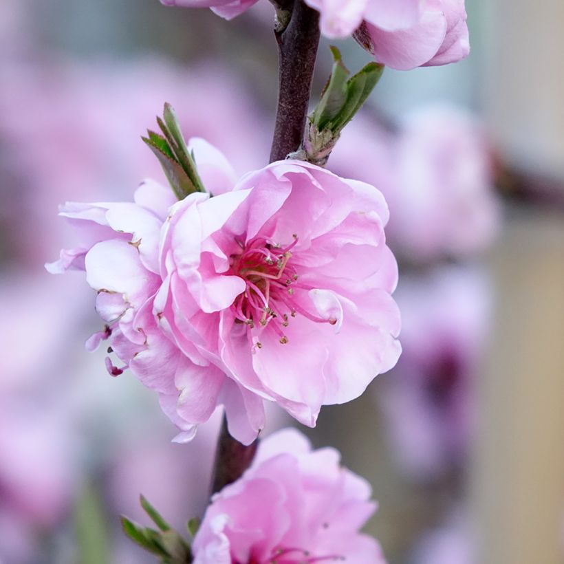 Pêcher à fleurs - Prunus persica Taoflora Red (Floraison)