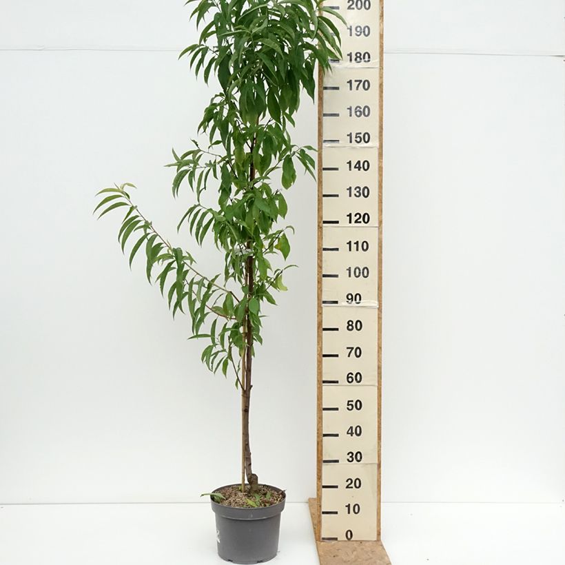 Spécimen de Pêcher à fleurs - Prunus persica Taoflora Red Pot de 7,5L/10L, Baliveau tel que livré en été