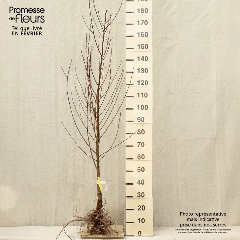 Spécimen de Pêcher Amsden Racines nues, Gobelet tel que livré en hiver