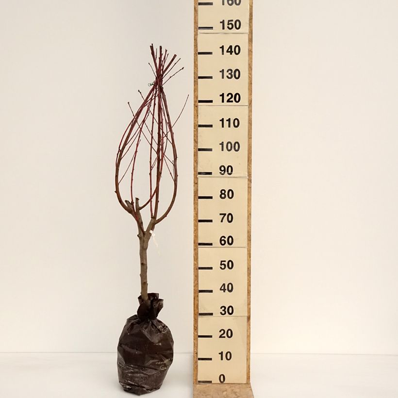 Spécimen de Pêcher Andromède - Prunus persica Motte "Prêt-à-planter", Gobelet tel que livré au printemps