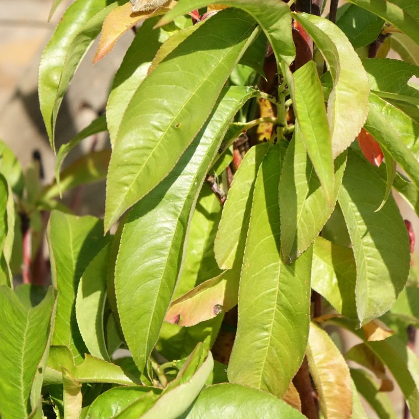 Pêcher Andromède - Prunus persica (Feuillage)