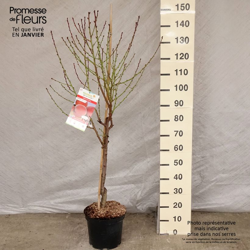 Spécimen de Pêcher Charles Ingouf - Prunus persica Pot de 7,5L/10L, Gobelet tel que livré en hiver