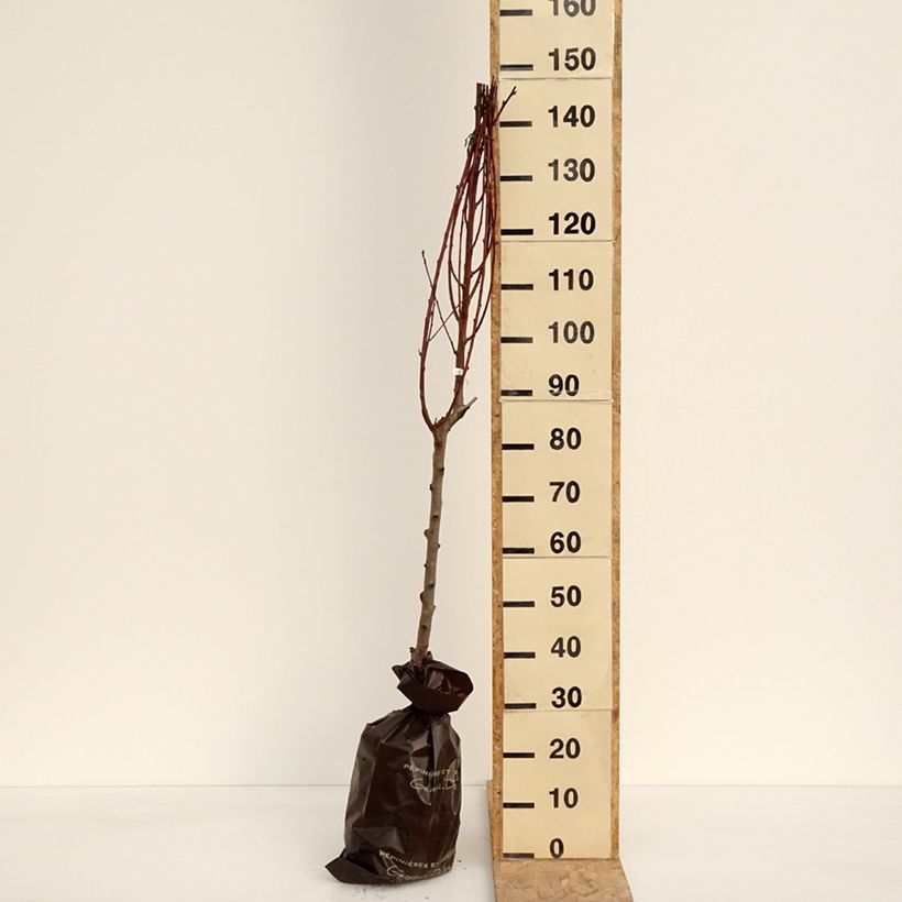 Example of Pêcher de Vigne blanche - Pêche de vigne Motte "Prêt-à-planter", Gobelet as you get in printemps