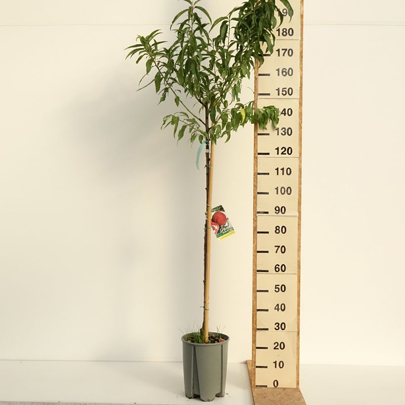 Example of Pêcher de Vigne blanche - Pêche de vigne Pot de 12L/15L, Demi-Tige as you get in ete