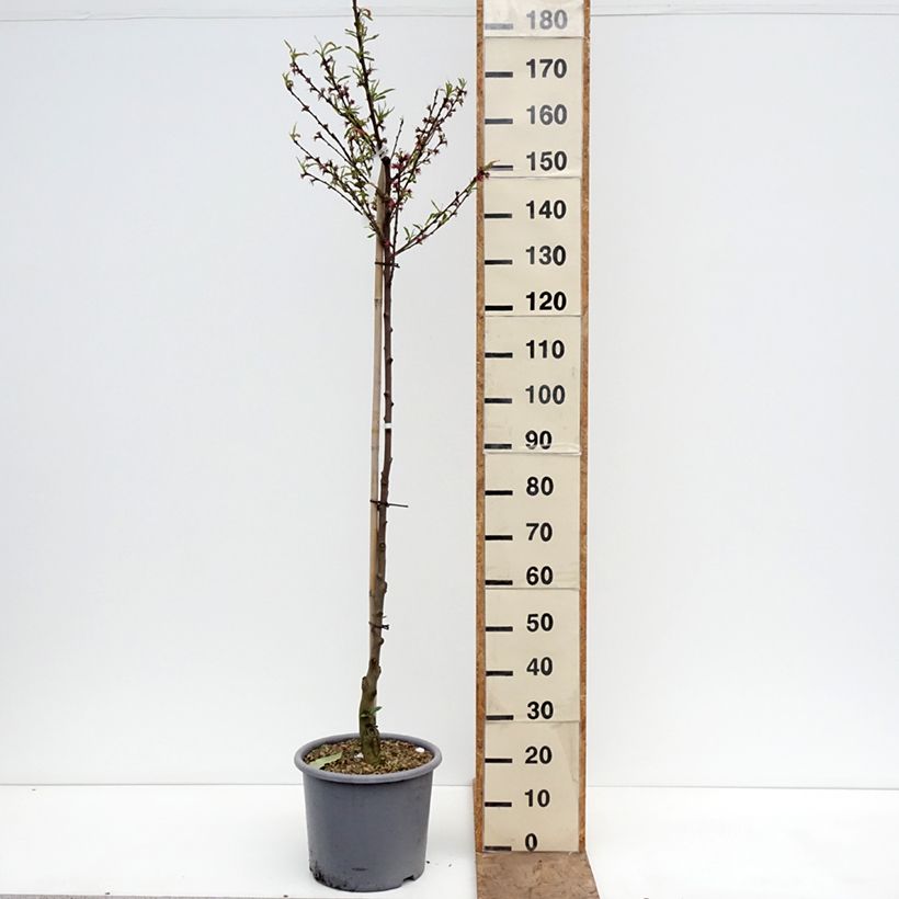 Spécimen de Pêcher de Vigne blanche - Pêche de vigne Pot de 12L/15L, Demi-Tige tel que livré au printemps