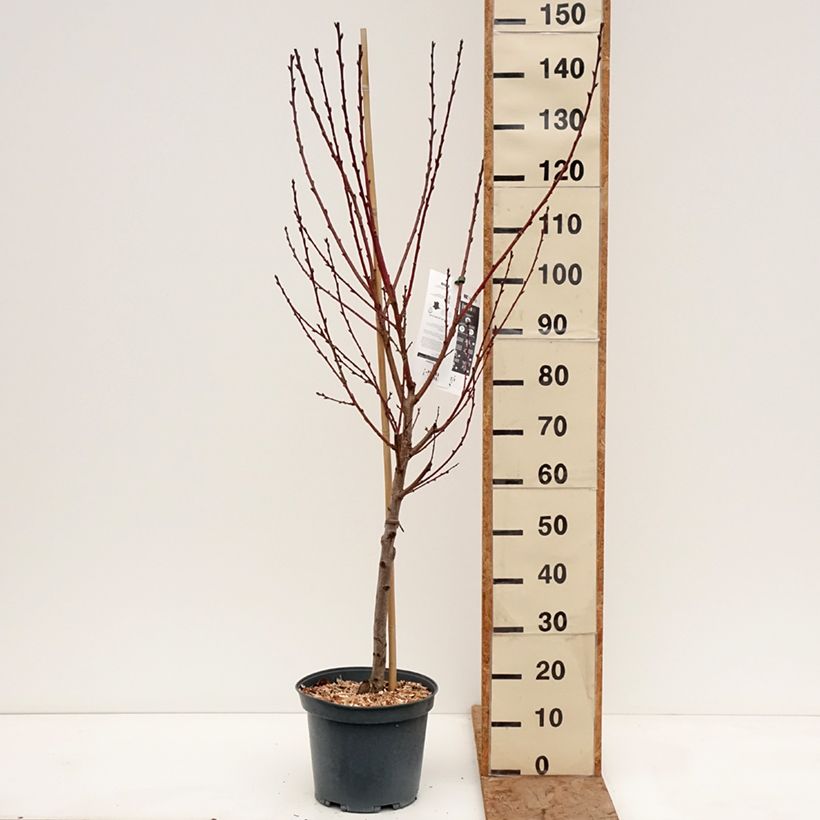 Spécimen de Pêcher Golden Caesar - Pêche de vigne Pot de 7,5L/10L, Gobelet tel que livré en hiver