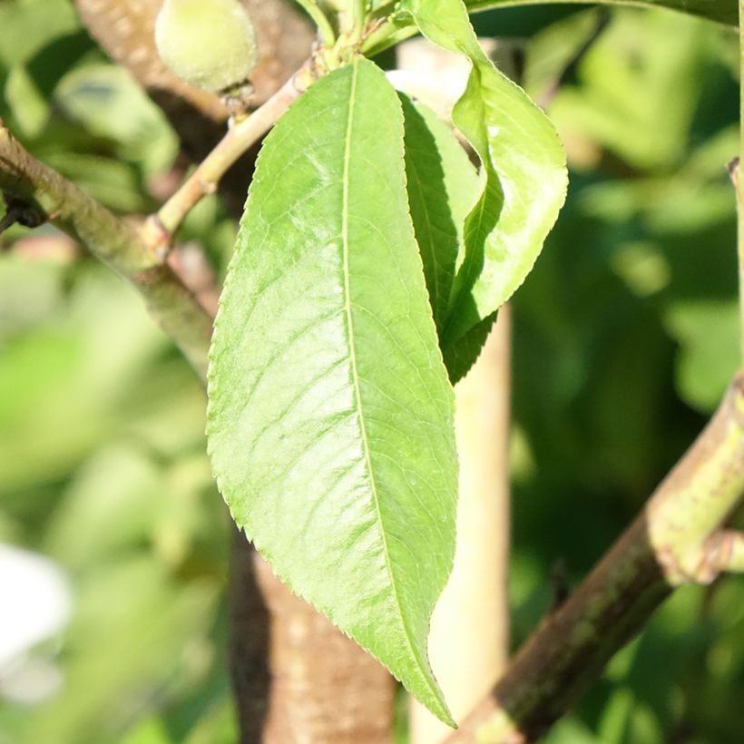 Pêcher J.H. Hale (Feuillage)