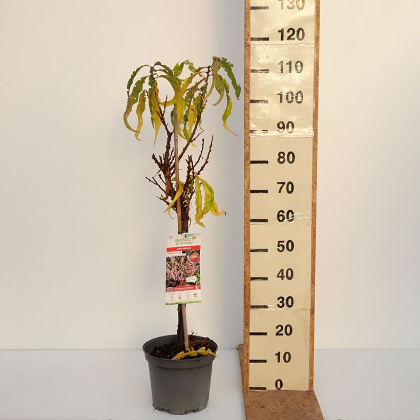 Spécimen de Pêcher nain Amber Pix Zee  Pot de 6L/7L, 1/4 de tige, Tige de 40 cm tel que livré en automne
